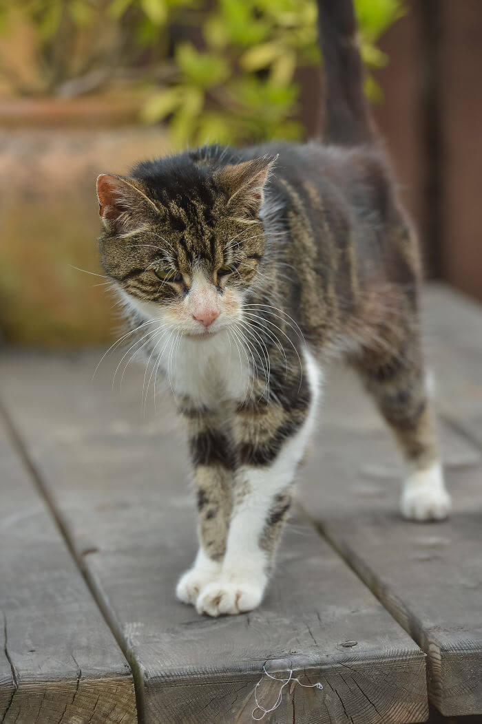 Долгий путь домой: кошка нашлась спустя 13 лет