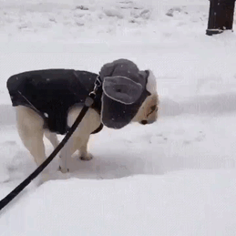 животные впервые увидели снег