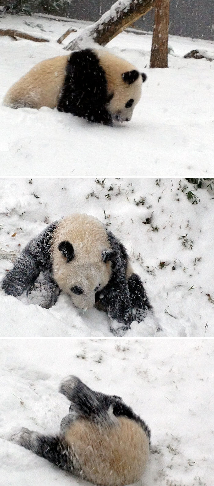 животные впервые увидели снег