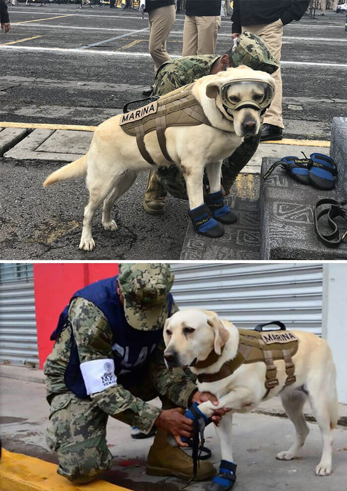 собаки герои
